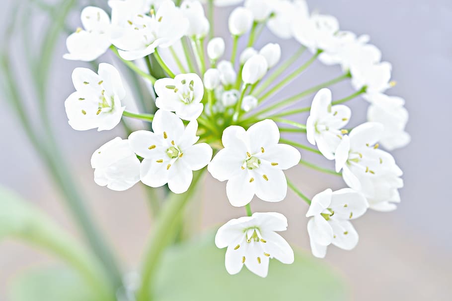 shallow focus lens photo of white milkweed flower, blossom HD wallpaper