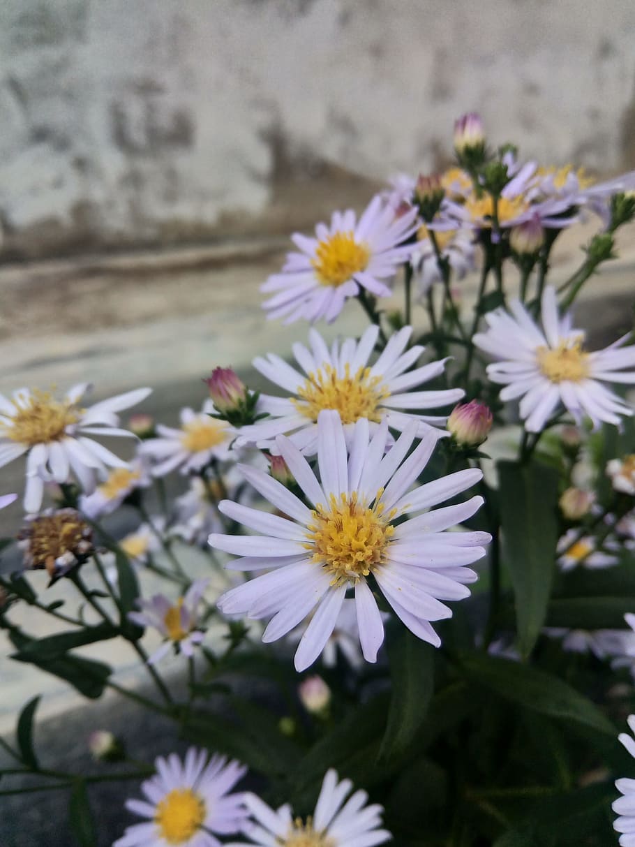 flower, white, plant, white flower, nature, blossom, garden HD wallpaper
