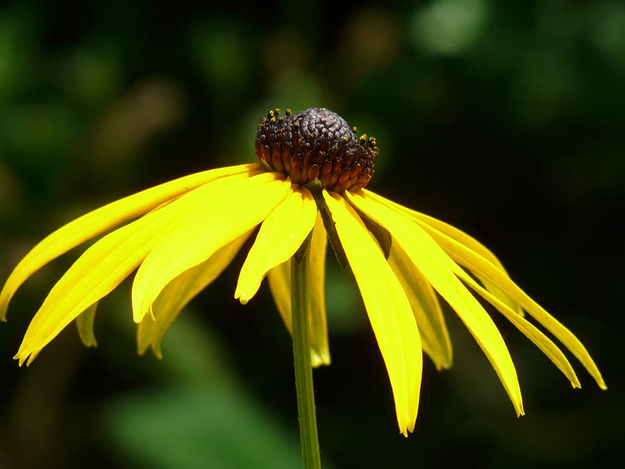 Ordinary, Flower, Blossom, ordinary sonnenhut, bloom, plant HD wallpaper