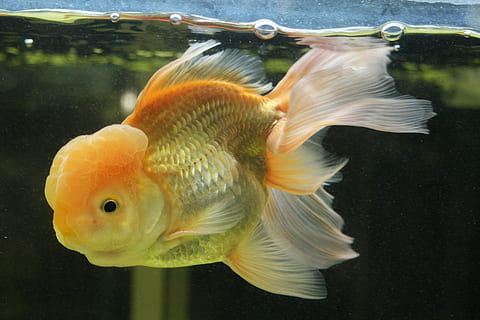 close-up photography of oranda goldfish, aquarium, underwater HD wallpaper