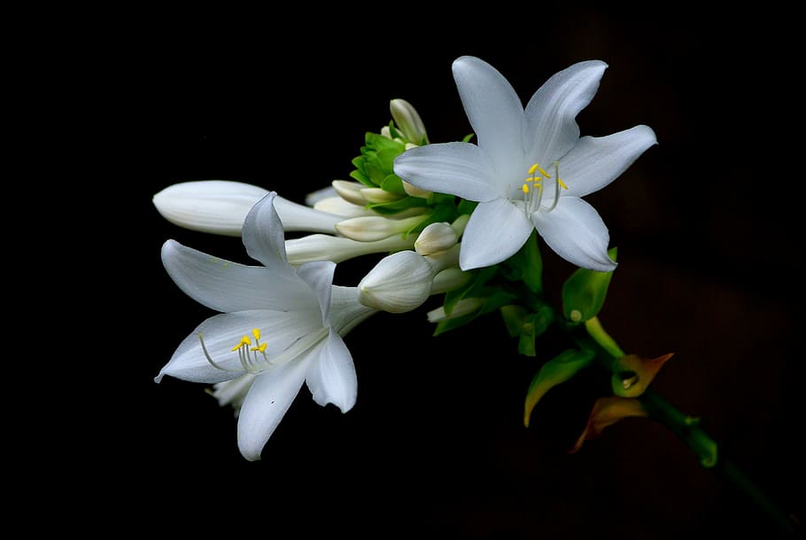 white flowers, nature, plants, beautiful, petal, daylilies HD wallpaper