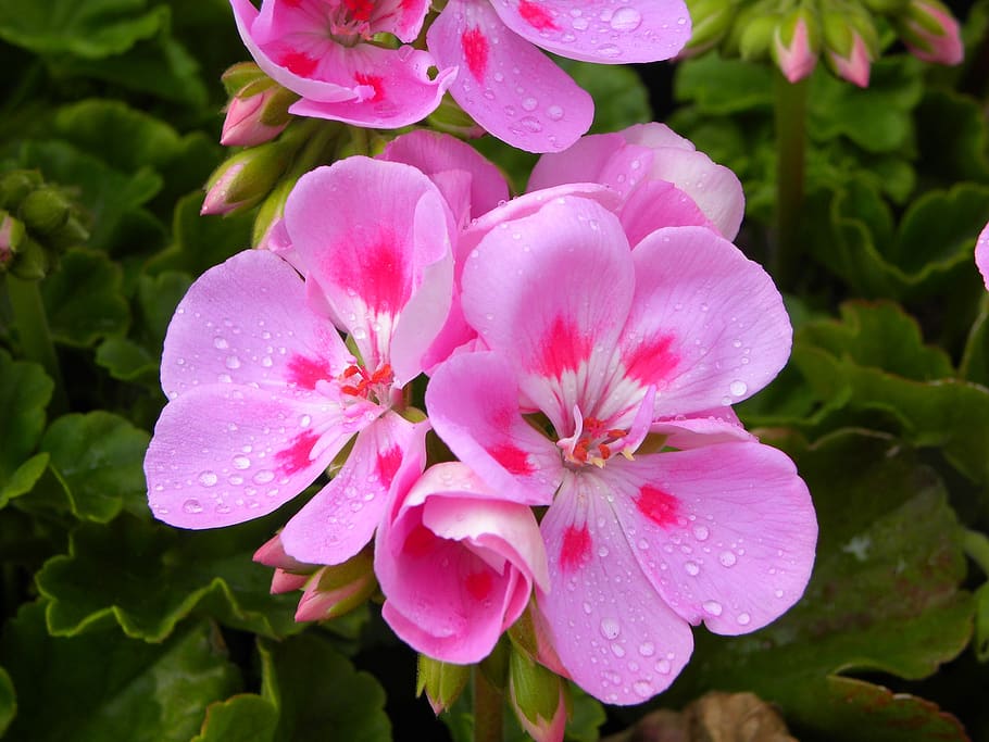 geranium, flowers, rosa, valencia, vegetation, flowering, spring HD wallpaper