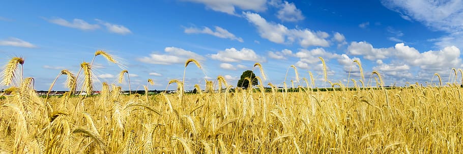 green wheat plant under blue and white sky during daytime, nature HD wallpaper