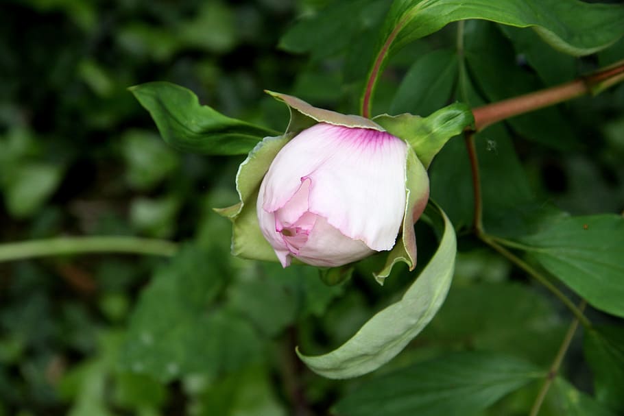 Peony, Flower, Button, flowering, button flowers, freshness HD wallpaper