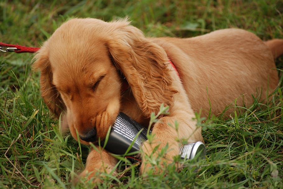 dog, spaniel, puppy, coocker, animal, fun, doggy, pets, grass HD wallpaper