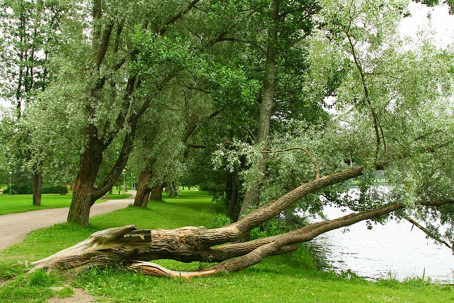 bent but not kink, bends but does not fold, parkway, fallen tree HD wallpaper