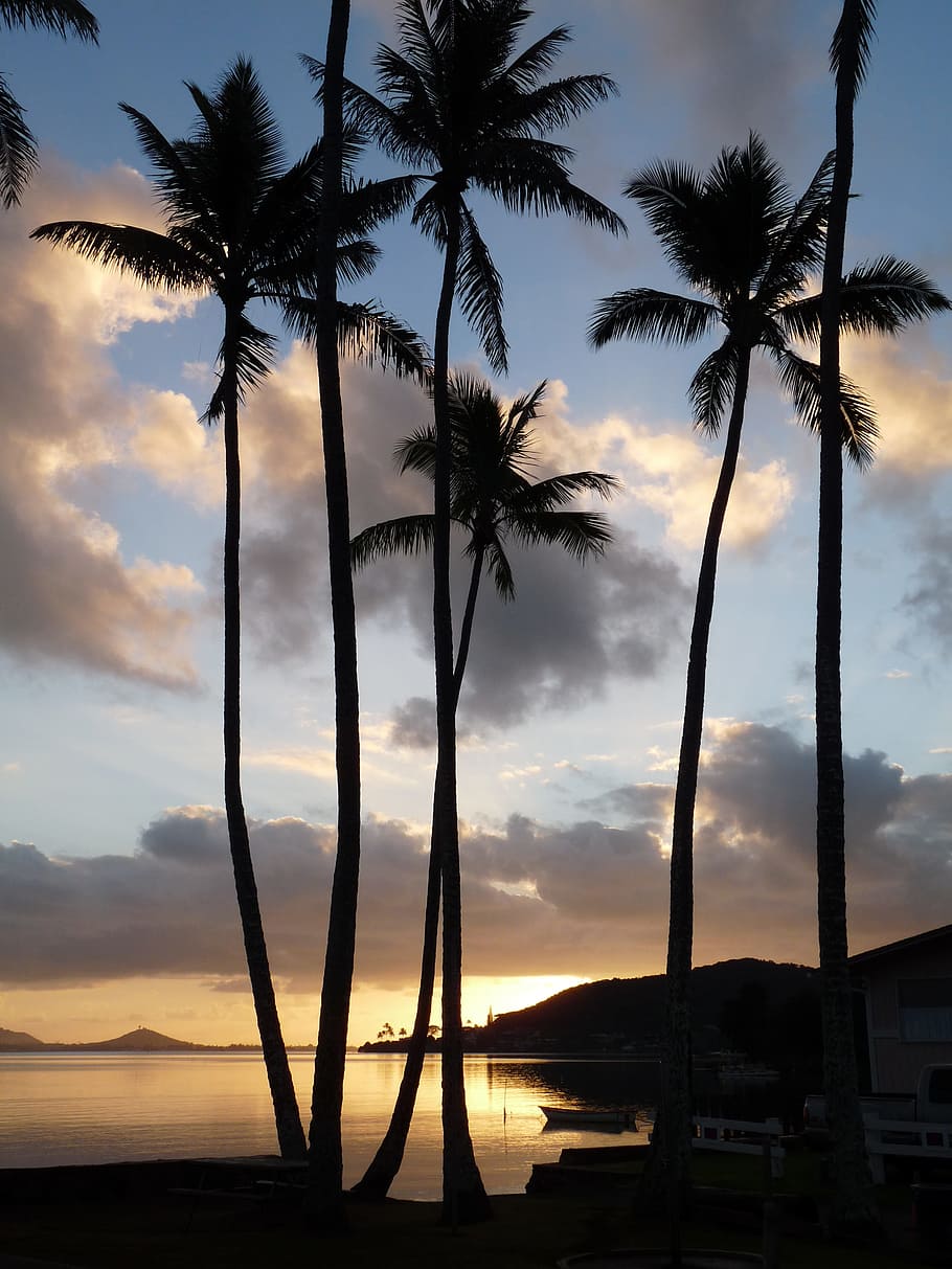 Hawaii, Holiday, Palm Trees, Sea, Travel, landscape, sunset HD wallpaper