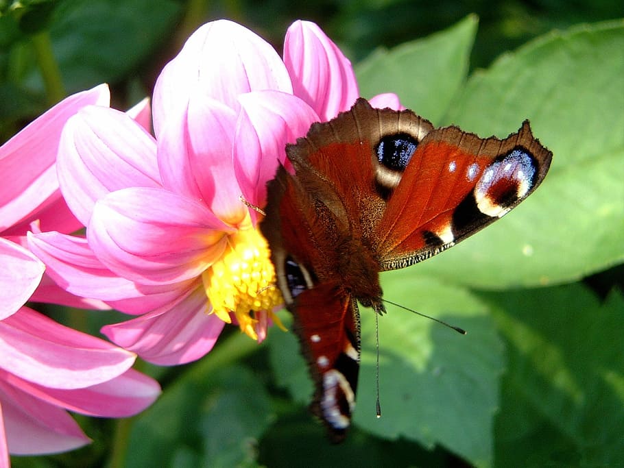 Butterfly, Insect, Close, Flower, Dahlia, flowers, pink, nature HD wallpaper