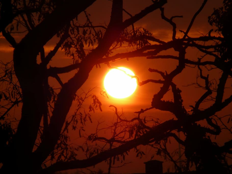 sunset, afterglow, romance, love, tree, branches, aesthetic HD wallpaper