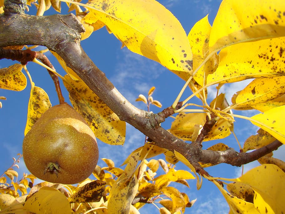 pear, fruit, tree, yellow, healthy eating, plant, food, food and drink HD wallpaper