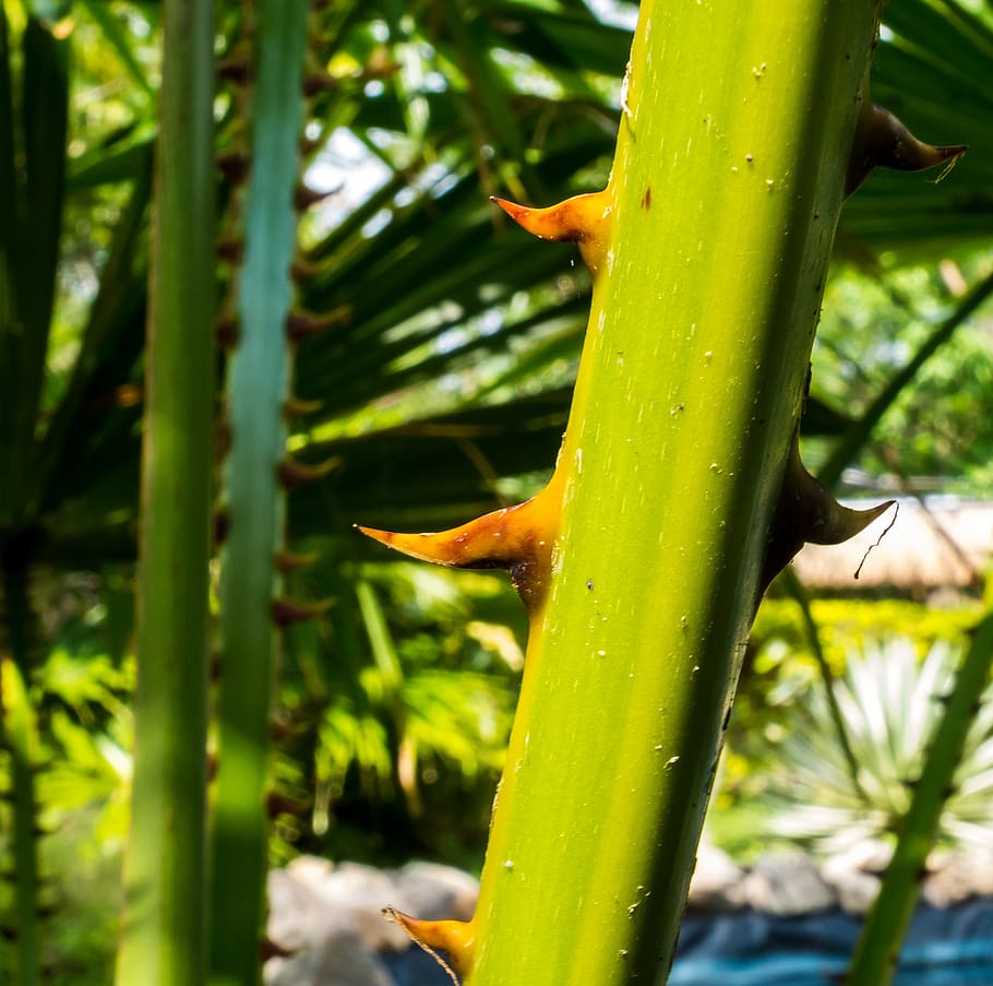 palm branch, thorns, spur, plant, green color, growth, nature HD wallpaper
