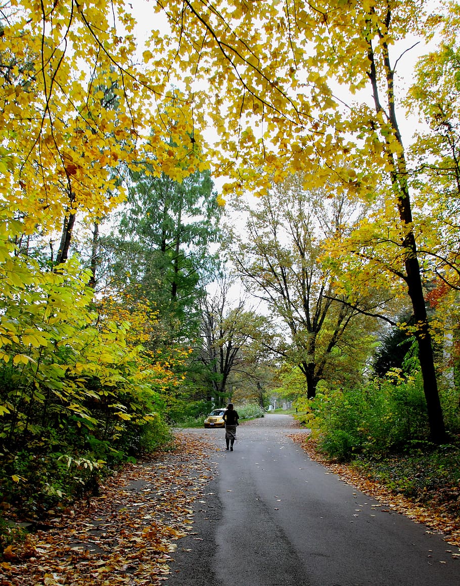 autumn, trees, leaves, yellow, fall, nature, season, park, road HD wallpaper