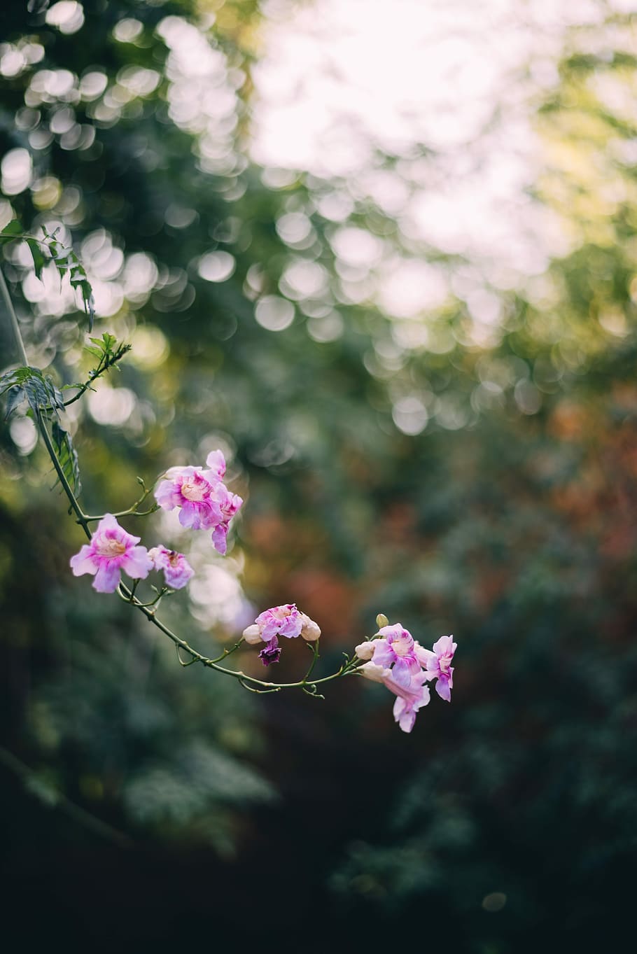 purple flower in shallow focus lens, selective focus photography of pink desert willow flowers in bloom HD wallpaper