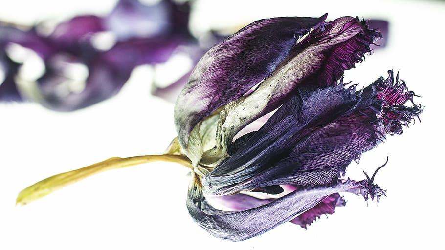 purple tulip flower closeup photography, dried plant, blue HD wallpaper