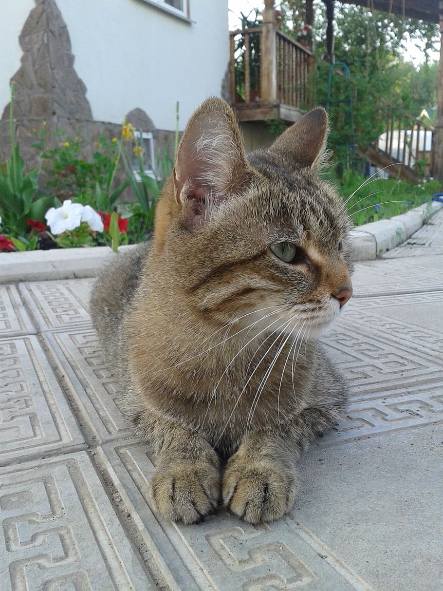 cat, vacation, pokoj, watching, beauty, domestic Cat, animal HD wallpaper