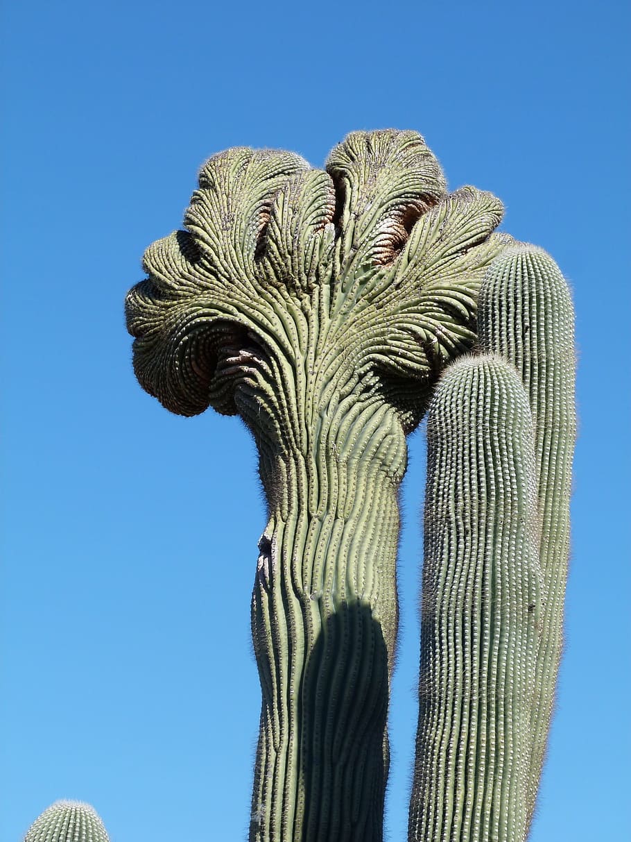 cactus, nature, arizona, botany, green, growth, natural, plant HD wallpaper