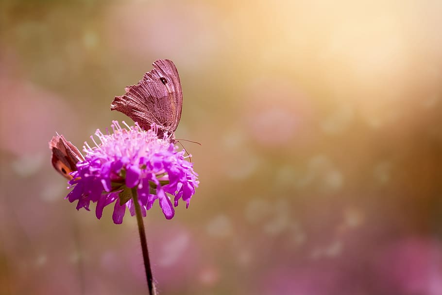 purple chives flower and brown moth in closeup photo, butterflies HD wallpaper