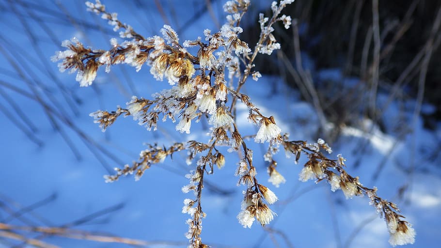 Winter, Ice, Snow, Plant, Frozen, blue, cold temperature, nature HD wallpaper