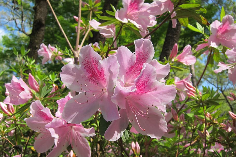 azalea, pink, flower, plant, nature, garden, flora, blossom HD wallpaper
