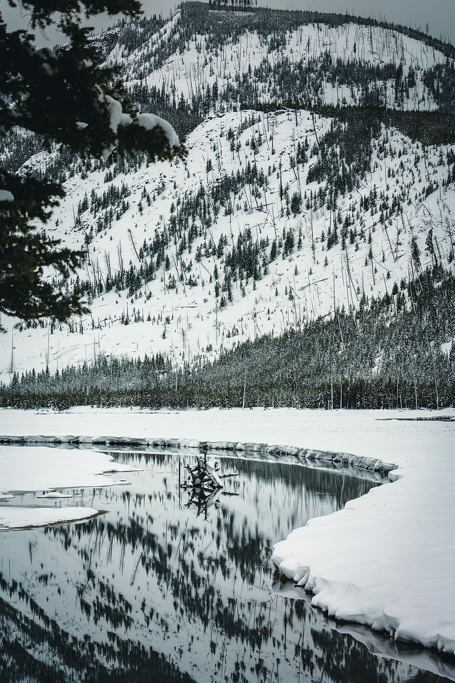 grayscale photography of pine trees covered by snow at daytime, snow terrain with stream almost frost HD wallpaper