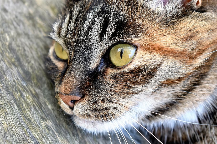 closeup photography of brown tabby cat lying on brown wooden surface at daytime HD wallpaper