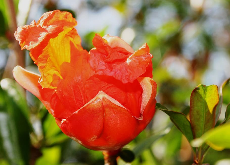 flower bloom, orange, bright, unfolding, unfurling, fresh, spring HD wallpaper
