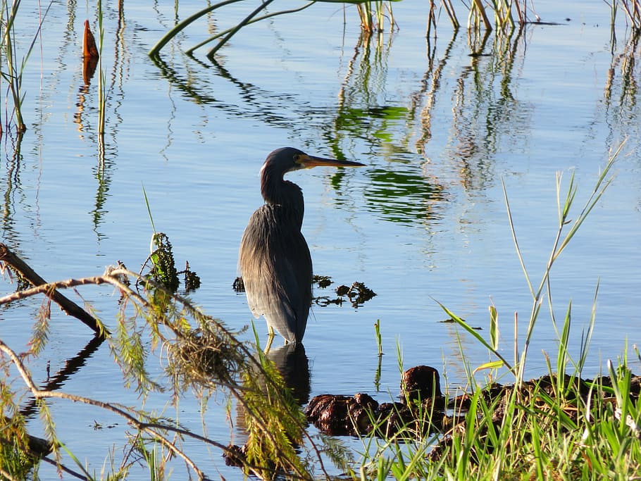 florida, lake, bird, park, usa, outdoors, water, animals in the wild HD wallpaper
