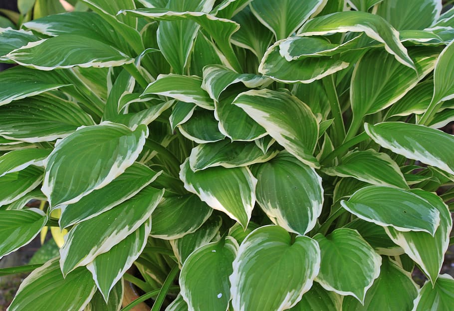 Hostas, Plantain Lily, Leaf, green, white, schattenpflanze HD wallpaper