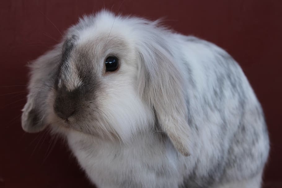 bunny, rabbit, cute, animal, white, pet, adorable, fur, mammal HD wallpaper