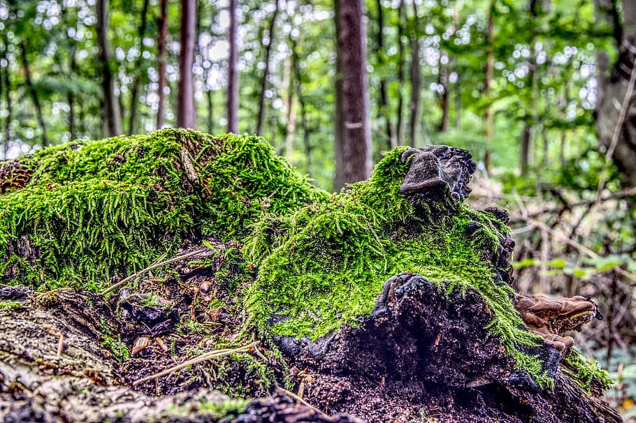 moss, forest, trees, leaves, nature recording, bemoost, green HD wallpaper