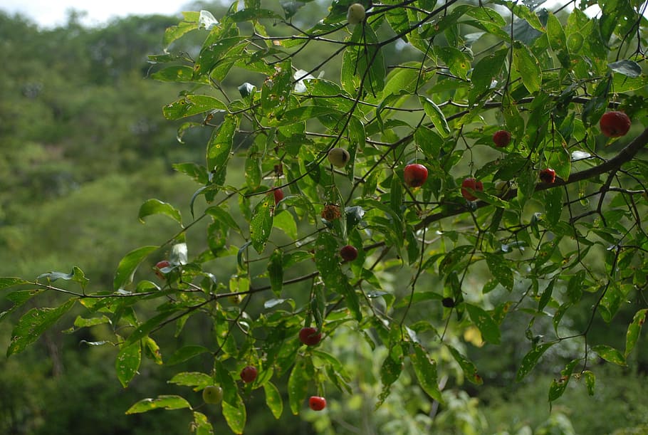 guachocote, plant, nature, fruit, healthy eating, food and drink HD wallpaper