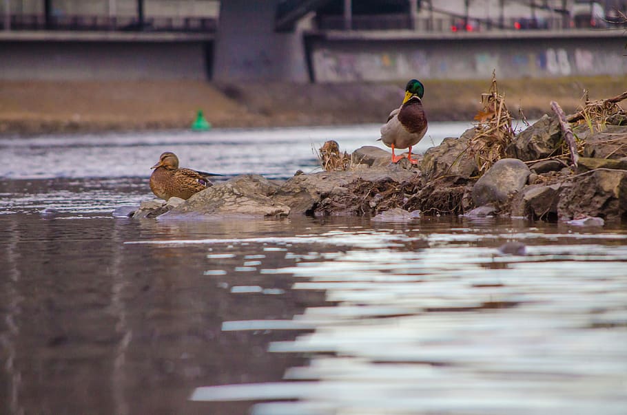 Duck, River, Water, Animal, Bird, Lake, pond, feather, animals in the wild HD wallpaper