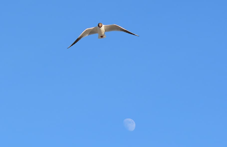 sky, bird, nature, flight, animal world, seagull, flying, animals in the wild HD wallpaper