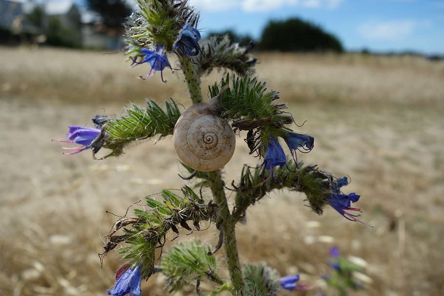 thistle, snail, flower, shell, flora, close, nature, plant HD wallpaper