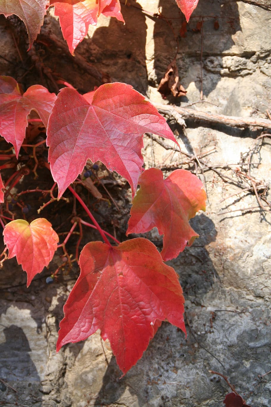 autumn, leaves, wine, leaf, plant part, change, beauty in nature HD wallpaper