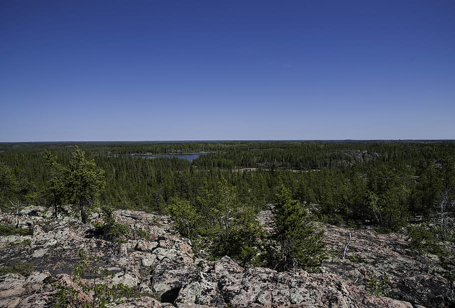 Overlook on the pine forest on the Ingraham Trail, landscape HD wallpaper
