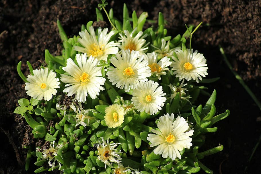 white petal flower, flowers, rockery, nature, plant, flowering plant HD wallpaper