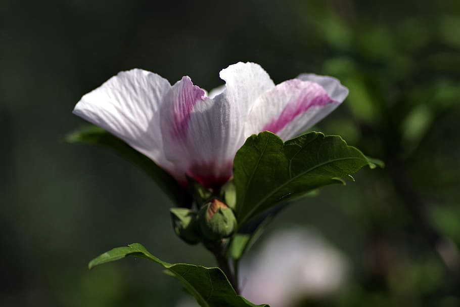 flower, cup, pink, garden, nature, plant, flowering, garden flowers HD wallpaper