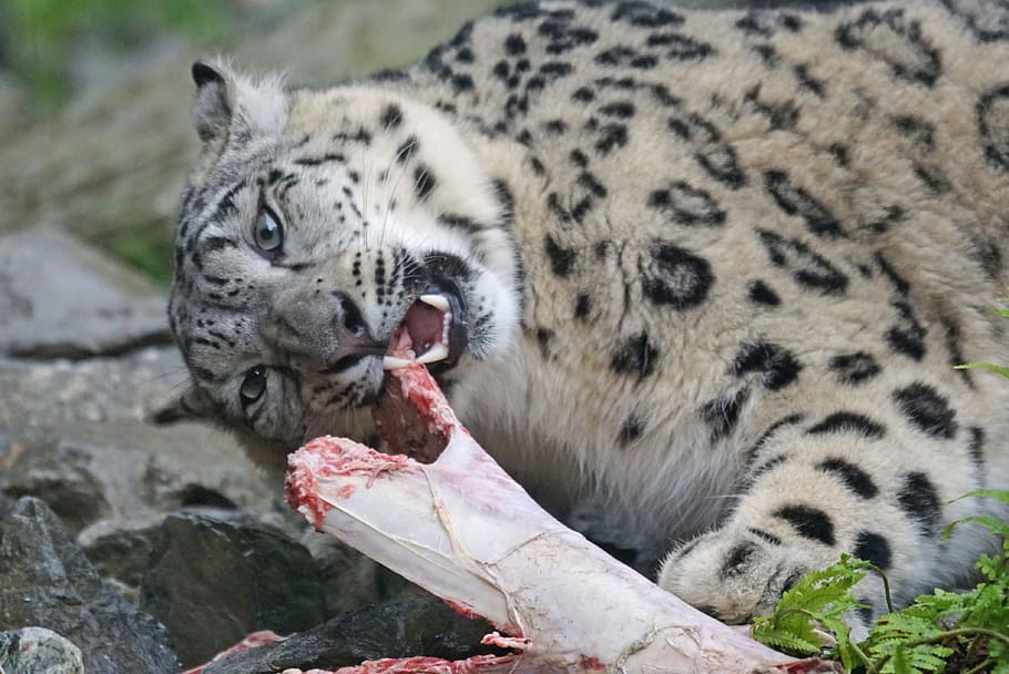 Snow Leopard, Food, Eat, Fangs, animals in the wild, animal wildlife HD wallpaper