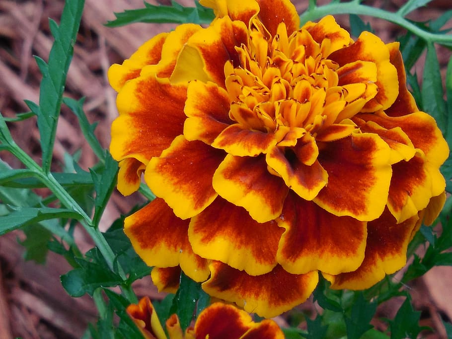 annual, marigold, plant, yellow, garden, flower, blossom, spring HD wallpaper