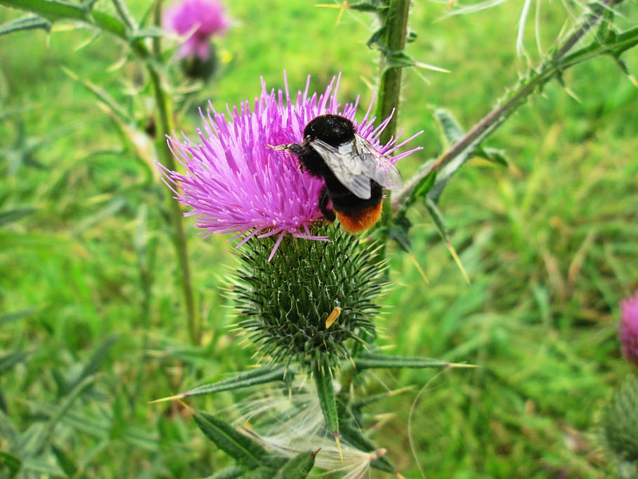 bumble-bee, thistle, macro, insect, plant, flower, flowering plant HD wallpaper