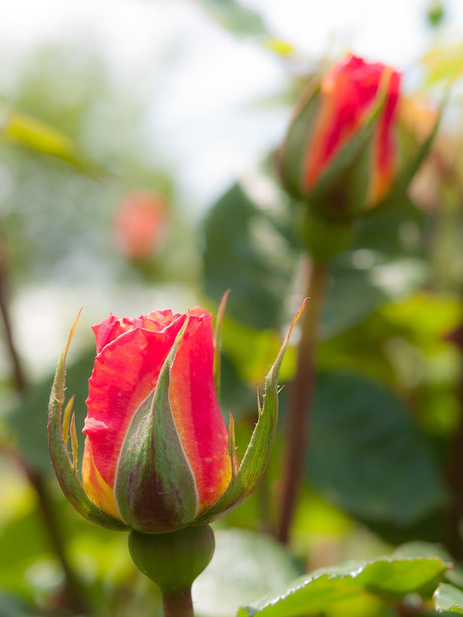 flowers, rose, sunshine, orange, four seasons rose, japan, plant HD wallpaper