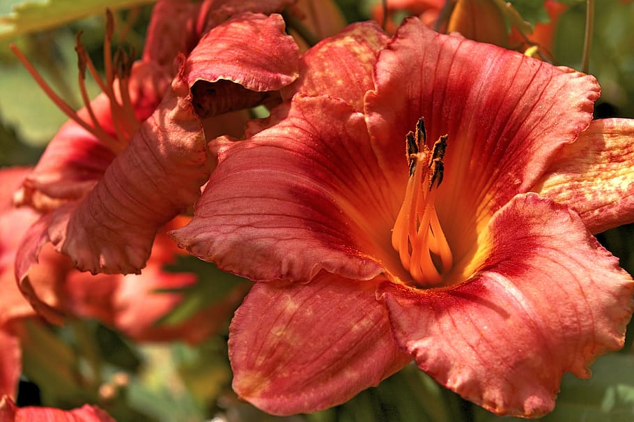 Daylily, Blossom, Bloom, Flowers, Garden, summer, nature, plant HD wallpaper