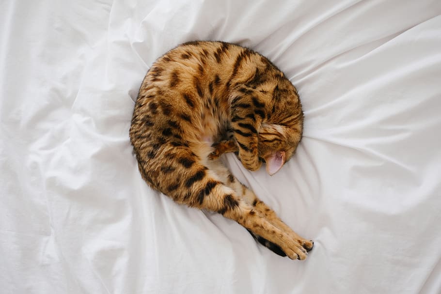 Bengal cat sleeping on white bed spread, kitten, pet, animal HD wallpaper