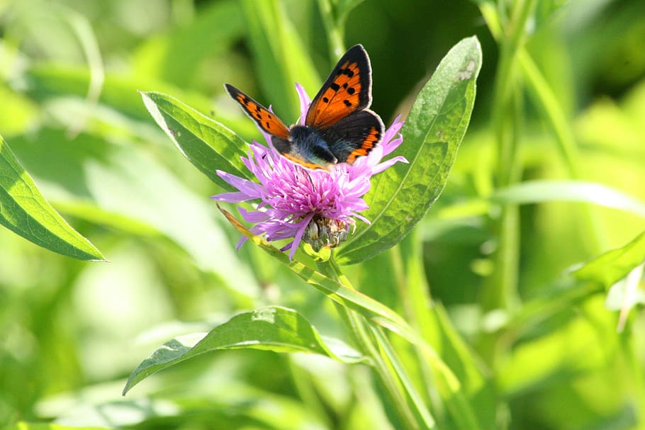 flower, blossom, bloom, purple flower, butterfly, admiral, red admiral HD wallpaper