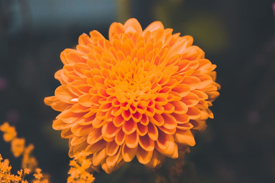 flowers, petals, nature, blossom, floral, bloom, plant, fresh HD wallpaper