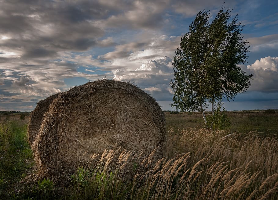 Landscape, Skirda, Hay, Summer, rick, wind, spikes, field, birch HD wallpaper