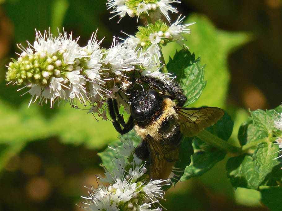 bumblebee, nature, flower, summer, blossom, insect, leaf, yellow HD wallpaper