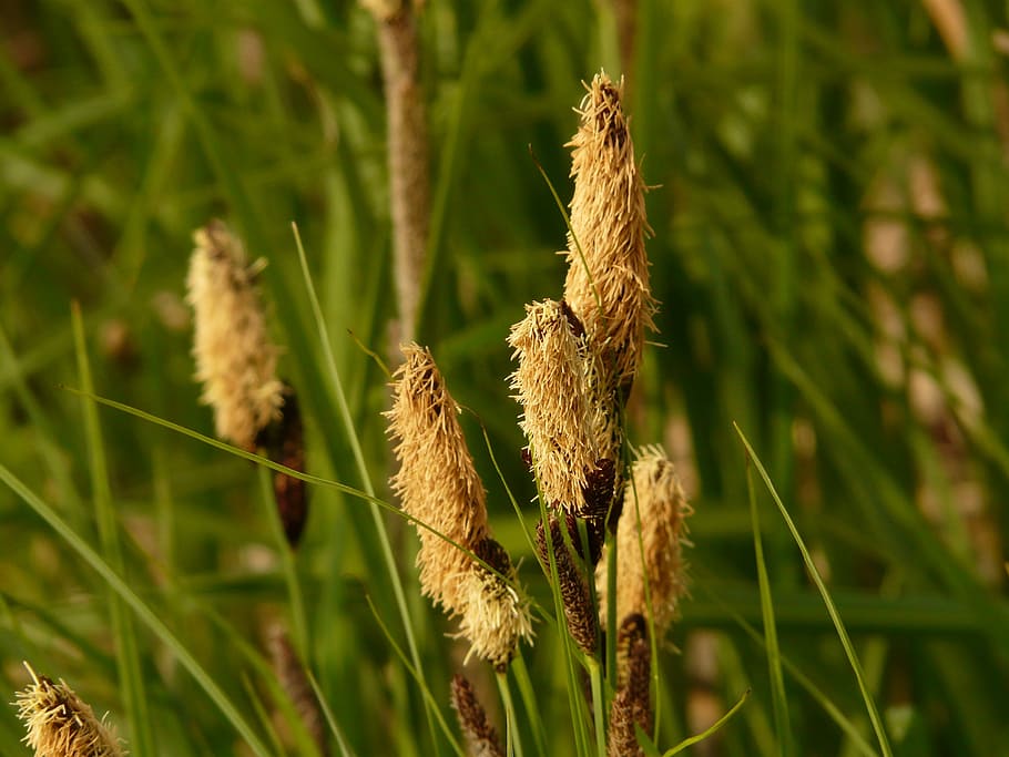 swamp sedge, sharp edged sedge, carex acutiformis, sedges, sour grass greenhouse HD wallpaper