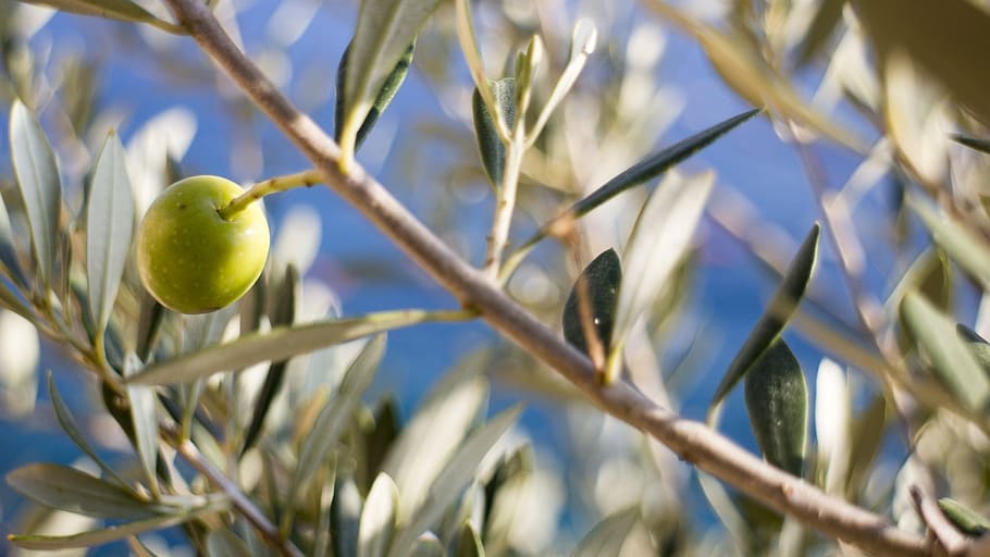 selective focus photography of green fruit, olive, tree, olive tree HD wallpaper